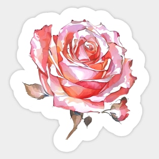 Romantic Blush Pink Hues Isolated Rose Blossom Watercolor Rose Art Sticker